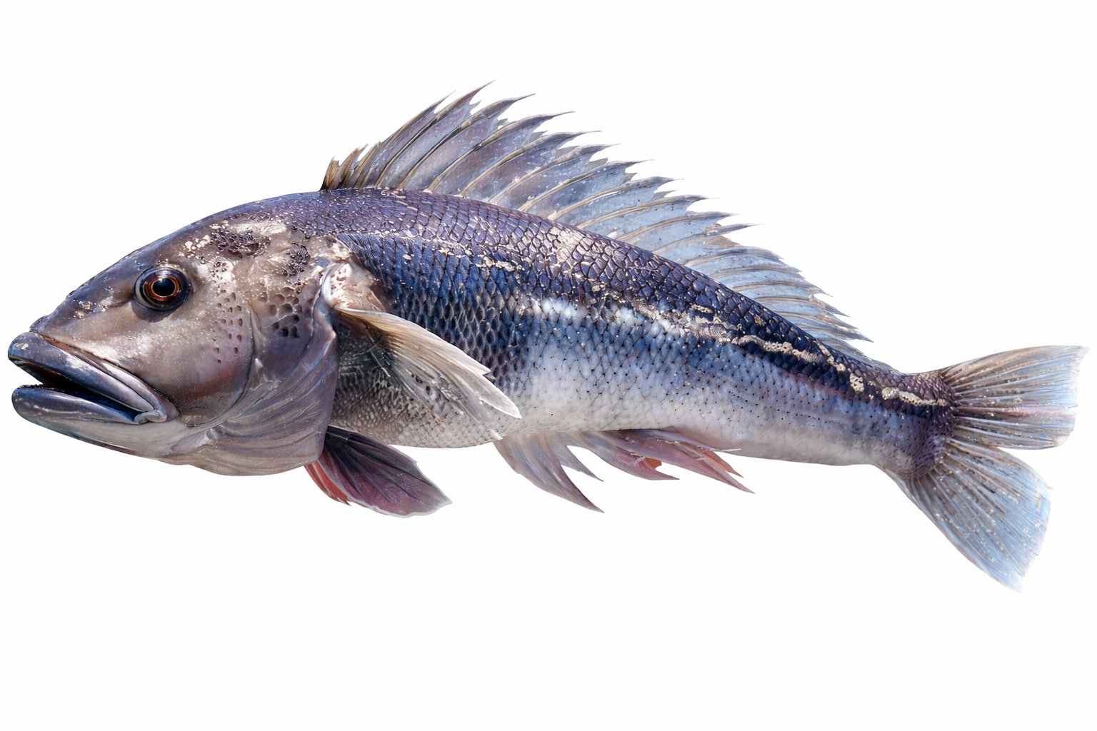 Blue Cod