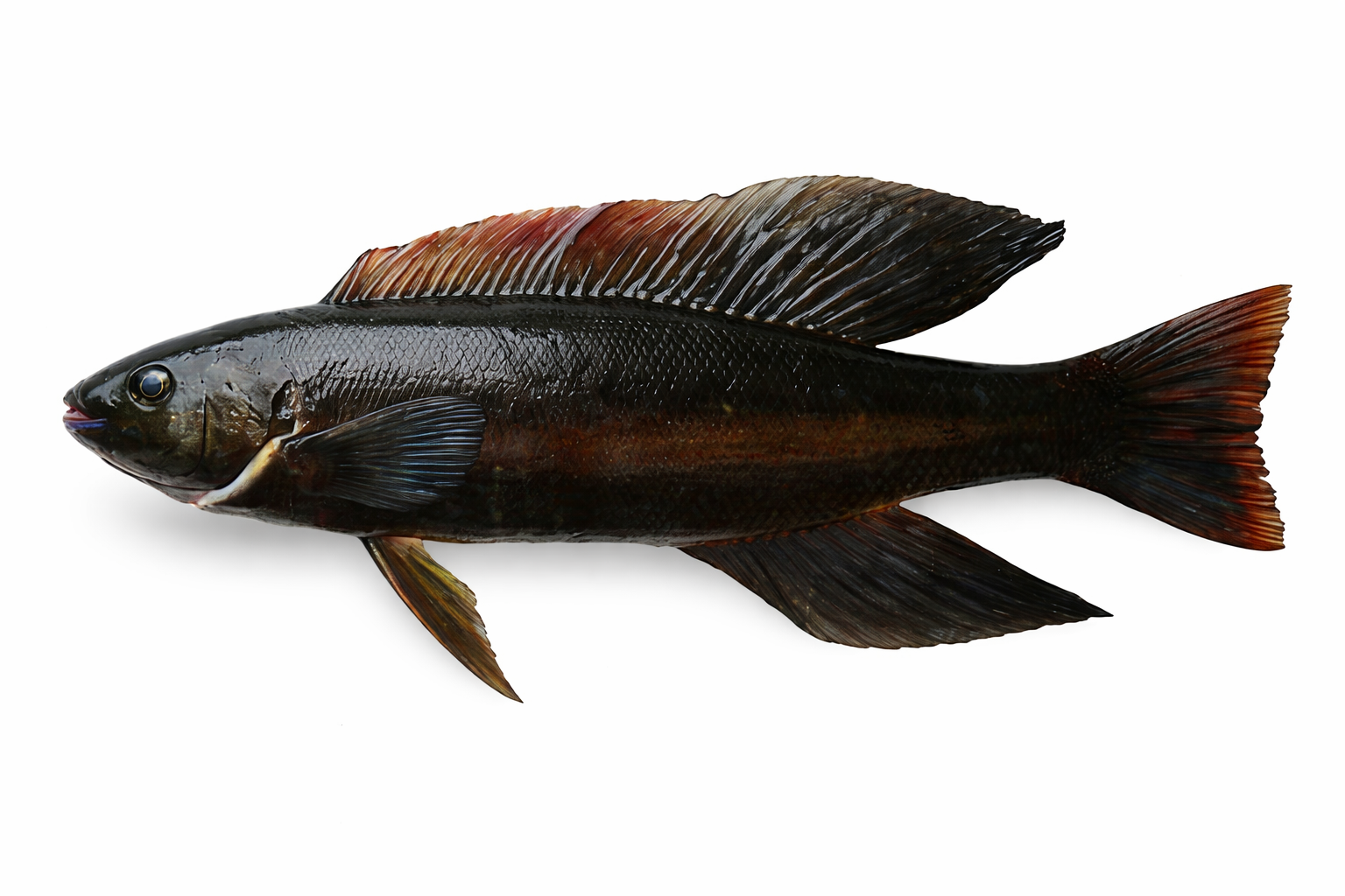 Butterfish