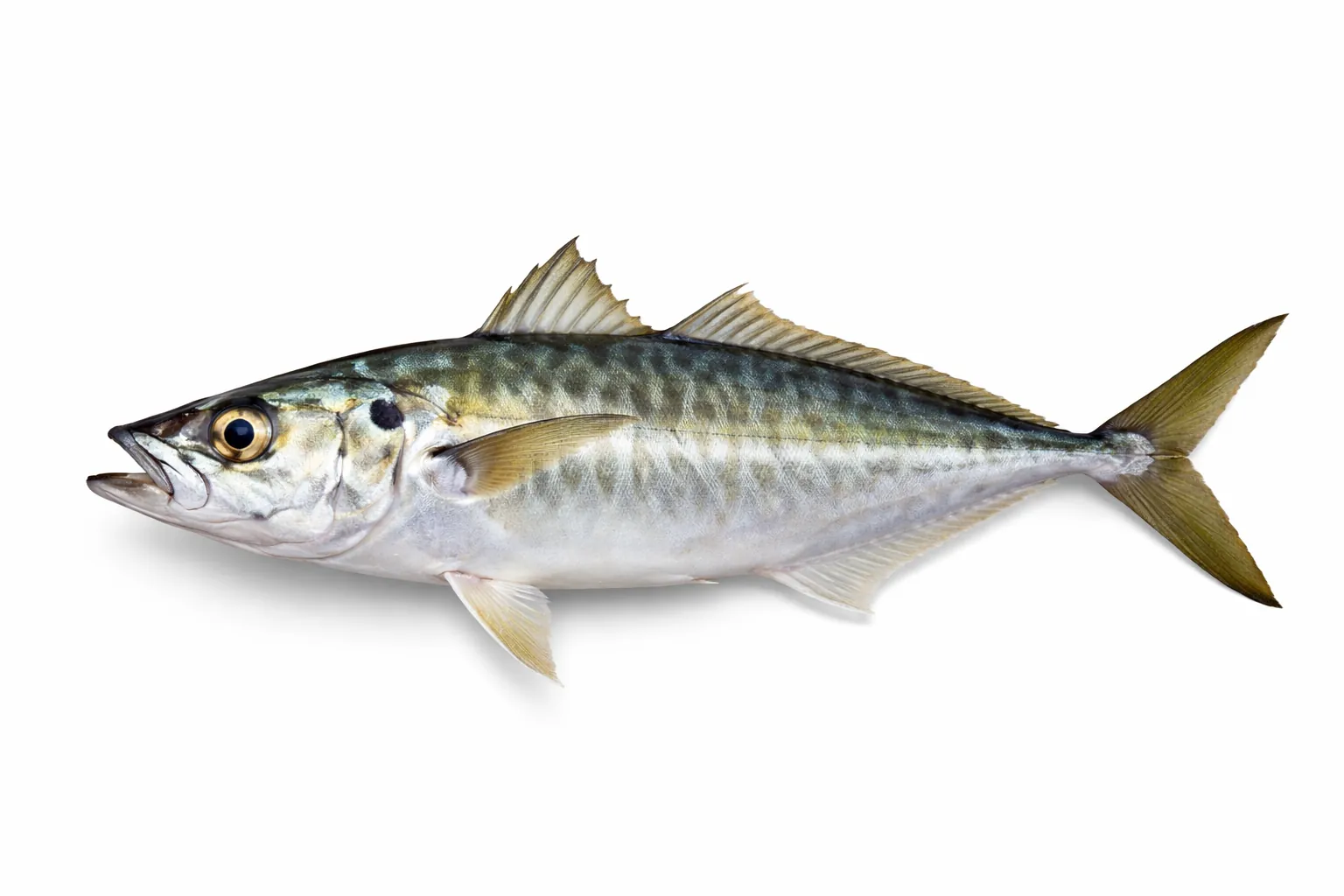 Jack Mackerel