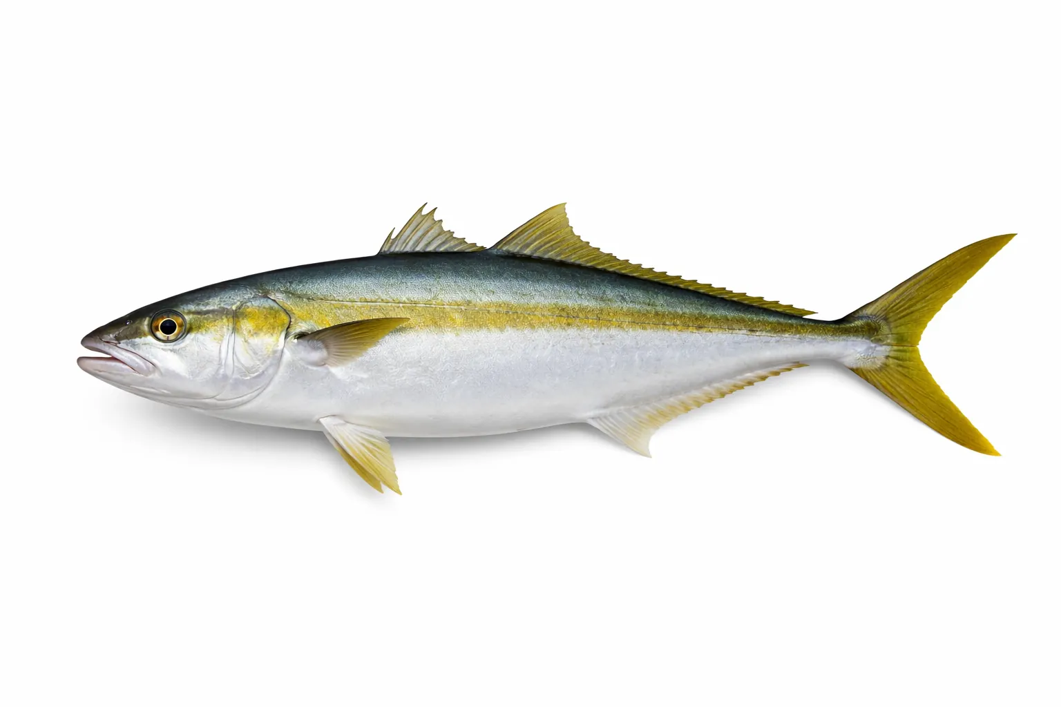 Yellowtail Kingfish