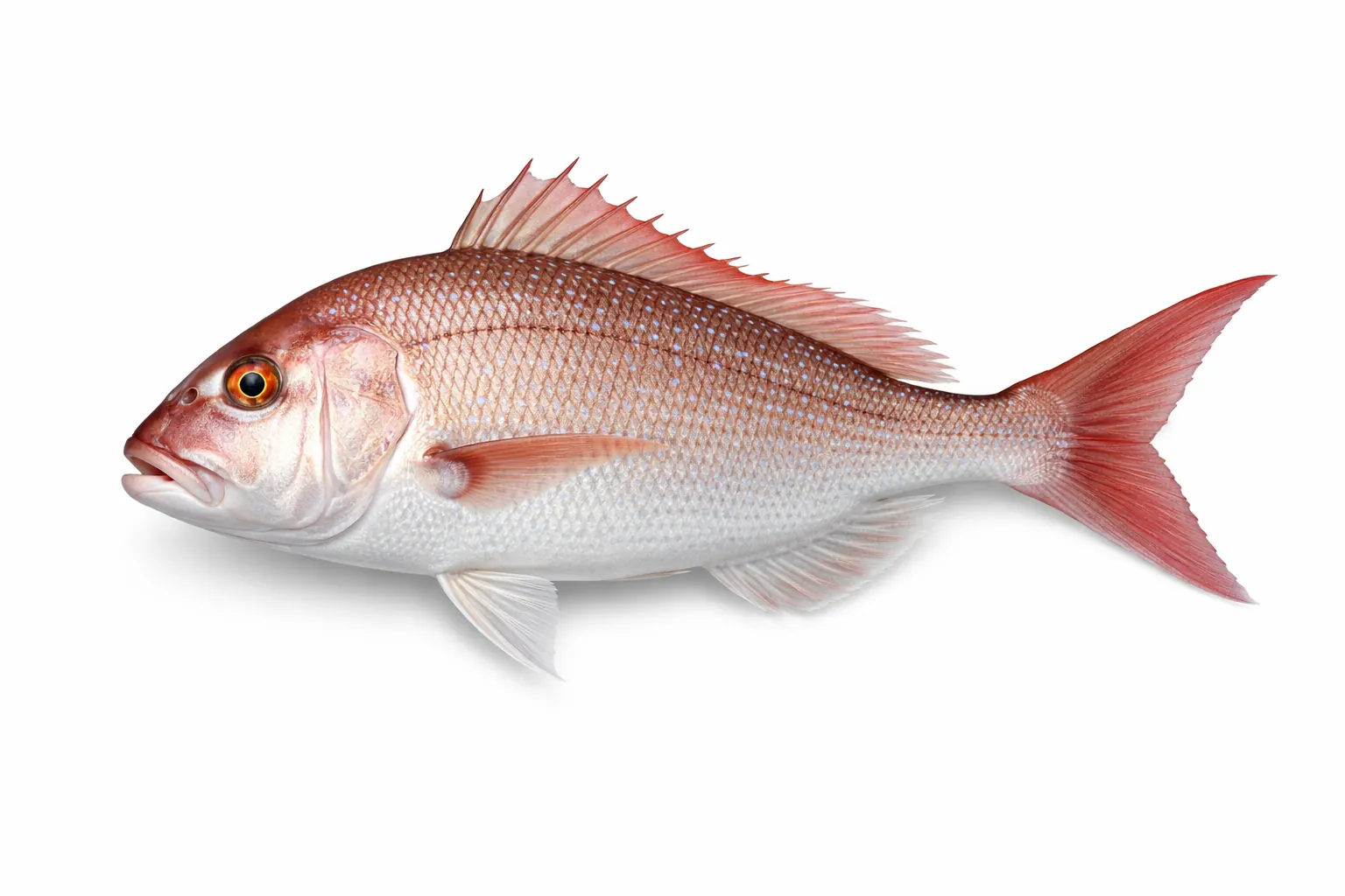 Snapper